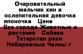 Очаровательный мальчик хин и ослепительная девочка японочка › Цена ­ 16 000 - Все города Животные и растения » Собаки   . Татарстан респ.,Набережные Челны г.